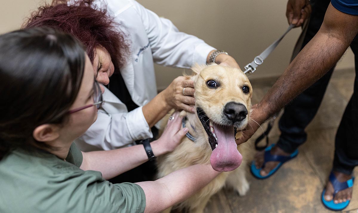 A vet caring for a happy dog at a mobile clinic